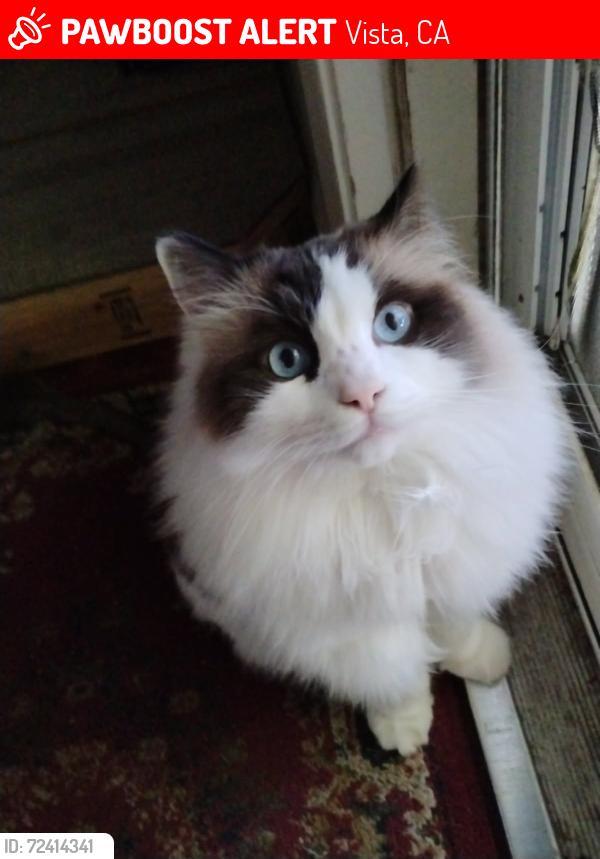 Lost Male Cat last seen Via Felicidad/N Anza, Vista, CA 92084