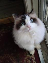 Lost Male Cat last seen Via Felicidad/N Anza, Vista, CA 92084
