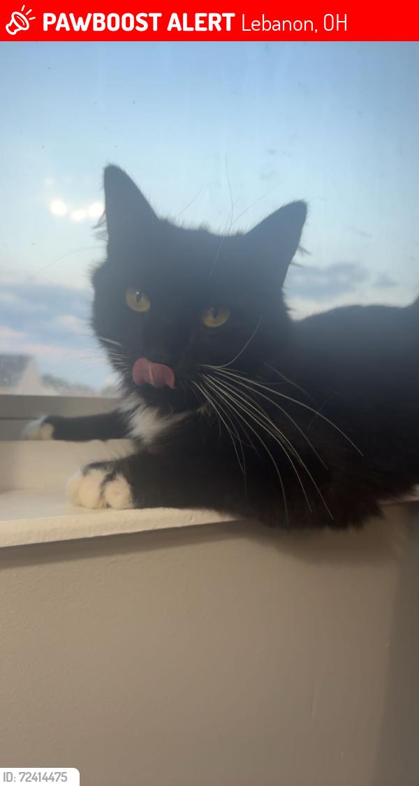 Lost Male Cat last seen Church st, Lebanon, OH 45036