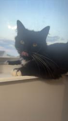 Lost Male Cat last seen Church st, Lebanon, OH 45036
