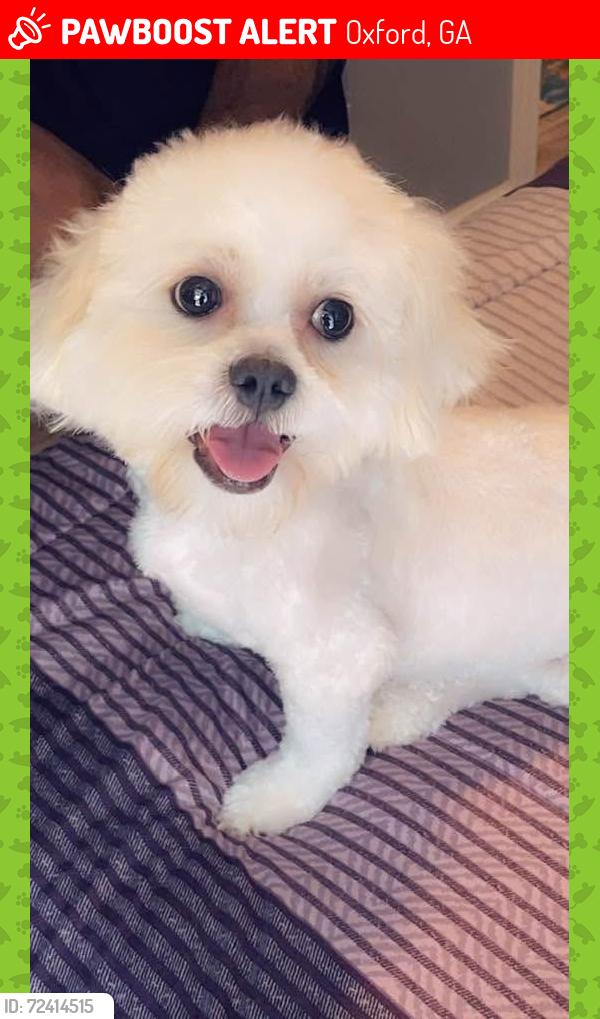 Lost Male Dog last seen Moore St, Oxford, GA 30054
