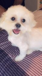 Lost Male Dog last seen Moore St, Oxford, GA 30054