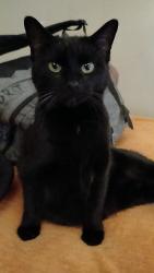 Reunited Female Cat last seen Daly rd on one end and Hempstead on the other end, Finneytown, OH 45231