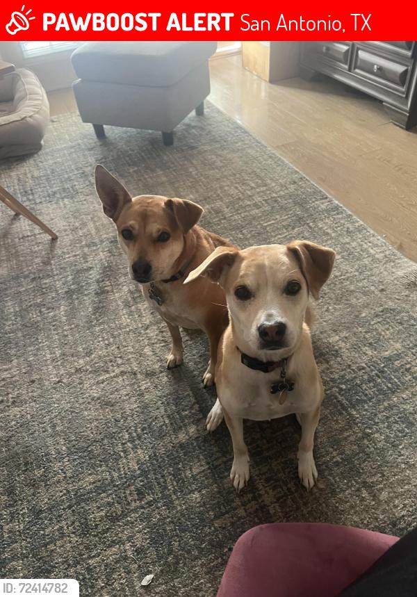 Lost Female Dog last seen Overlook cove and overlook acres, San Antonio, TX 78245