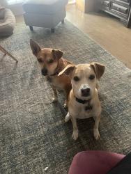 Lost Female Dog last seen Overlook cove and overlook acres, San Antonio, TX 78245