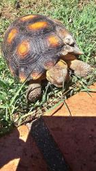 Lost Female Reptile last seen Broadway & harrison neighborhood , Tucson, AZ 85748