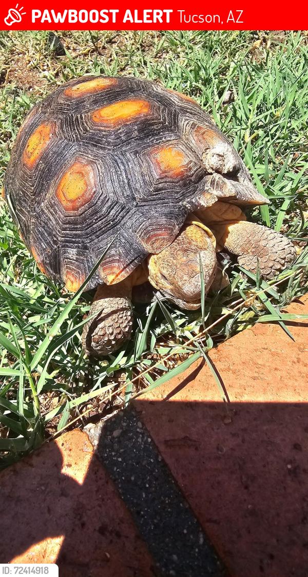 Lost Female Reptile last seen Broadway & harrison neighborhood , Tucson, AZ 85748