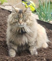 Lost Female Cat last seen Cherry Street is nearby, Spanish Fork, UT 84660