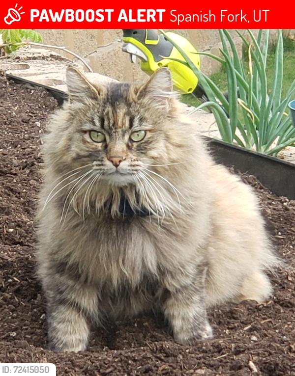 Lost Female Cat last seen Cherry Street is nearby, Spanish Fork, UT 84660