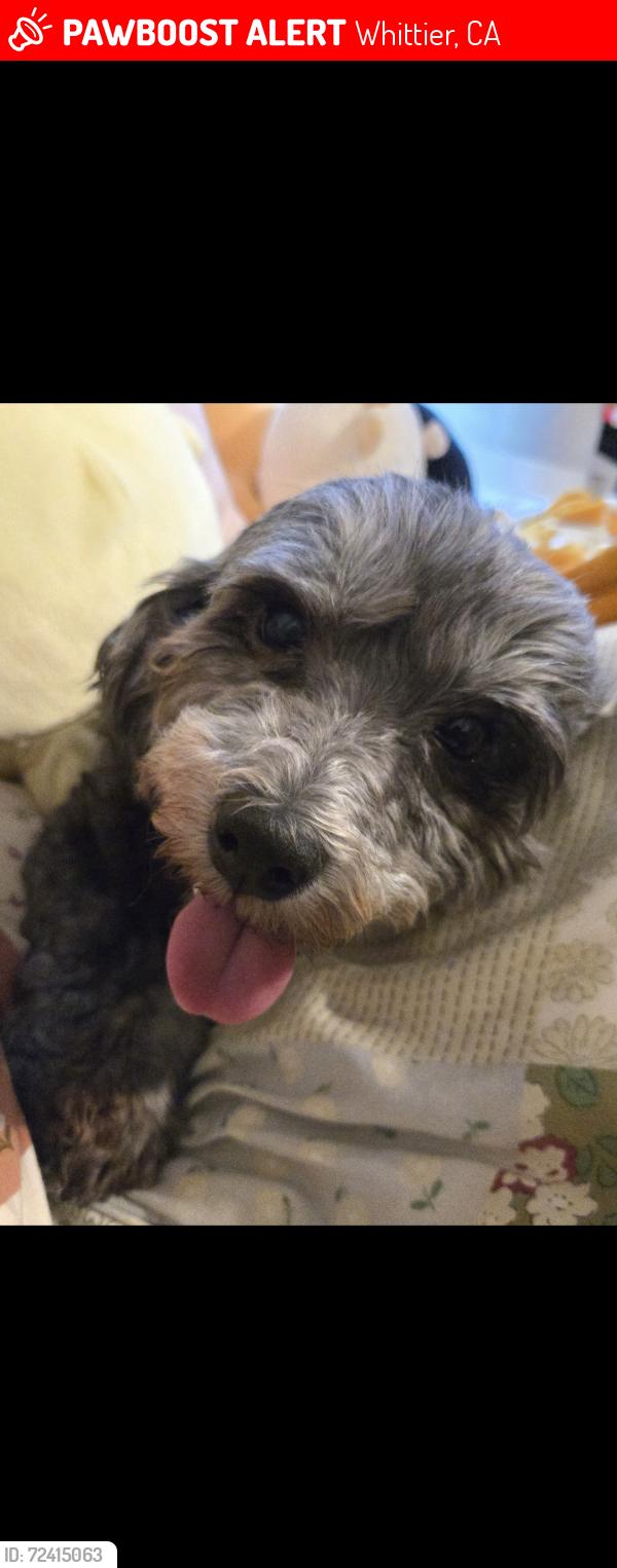 Lost Female Dog last seen Mar Vista Street. , Whittier, CA 90604