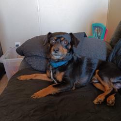 Lost Male Dog last seen Betsy ross dr, Hope Mills, NC 28348