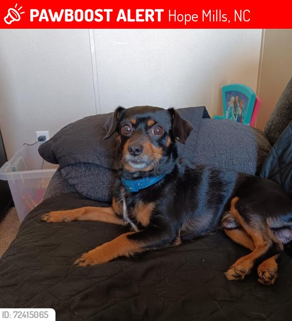 Lost Male Dog last seen Betsy ross dr, Hope Mills, NC 28348