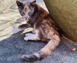 Lost Female Cat last seen Crestwood, W Cowan, Blossom, Memorial Park, Houston, TX 77007
