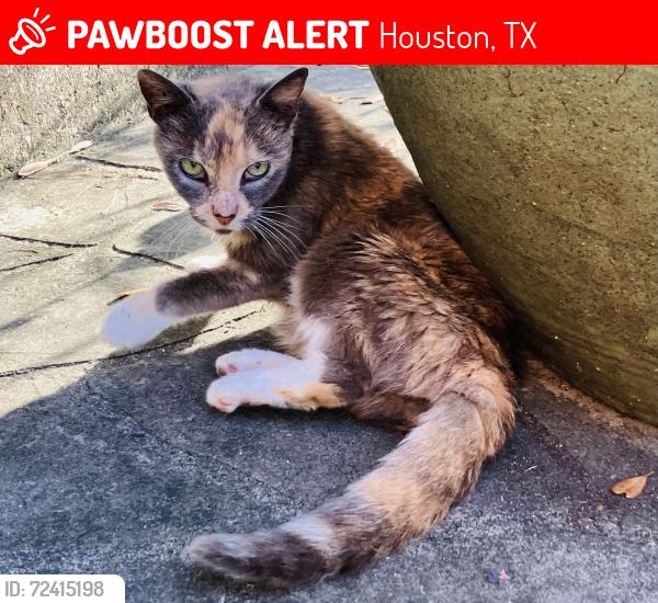 Lost Female Cat last seen Crestwood, W Cowan, Blossom, Memorial Park, Houston, TX 77007