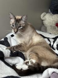 Lost Female Cat last seen Courtland , Deltona, FL 32738