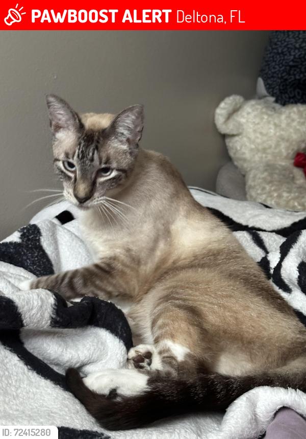 Lost Female Cat last seen Courtland, Deltona, FL 32738