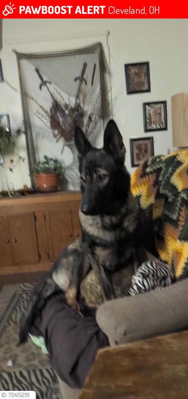 Lost Female Dog last seen 72nd and St. Claire, Cleveland, OH 44103