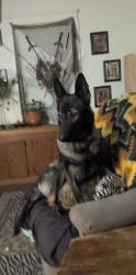 Lost Female Dog last seen 72nd and St. Claire, Cleveland, OH 44103