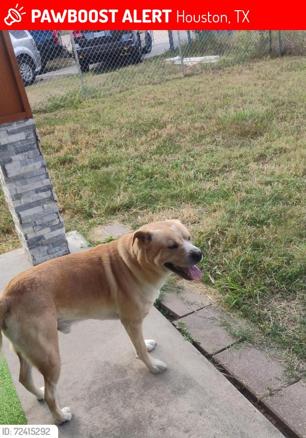 Lost Male Dog last seen Fairbanks north Houston West Little york, Houston, TX 77040