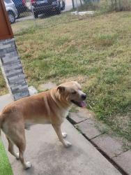 Lost Male Dog last seen Fairbanks north Houston West Little york, Houston, TX 77040