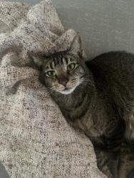 Lost Male Cat last seen 13th st and sheridan, Phoenix, AZ 85006
