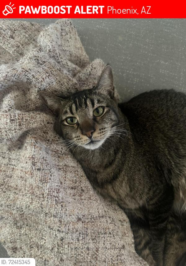 Lost Male Cat last seen 13th st and sheridan, Phoenix, AZ 85006