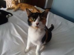 Lost Female Cat last seen Near HOTOLOS hotel, Hollywood, FL 33312