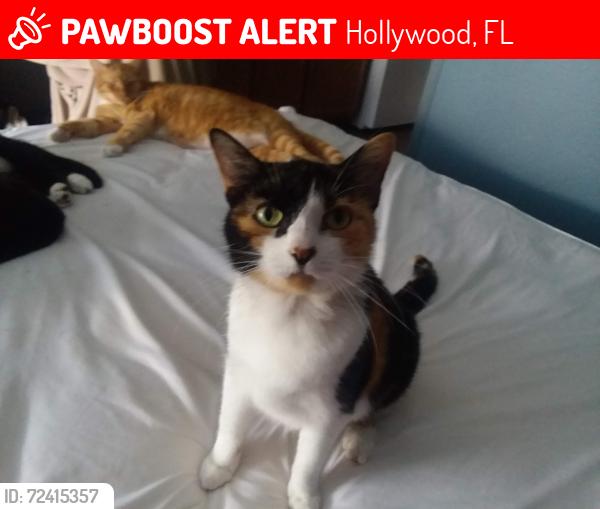 Lost Female Cat last seen Near HOTOLOS hotel, Hollywood, FL 33312