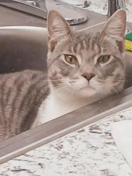 Lost Male Cat last seen N MAIN STREET / Durffee Street, Fall River, MA 02720