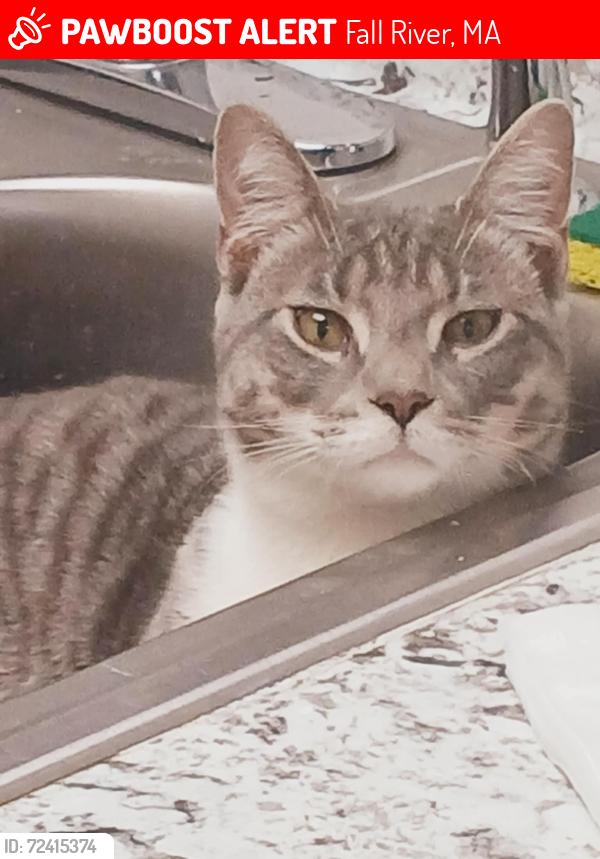 Lost Male Cat last seen N MAIN STREET / Durffee Street, Fall River, MA 02720