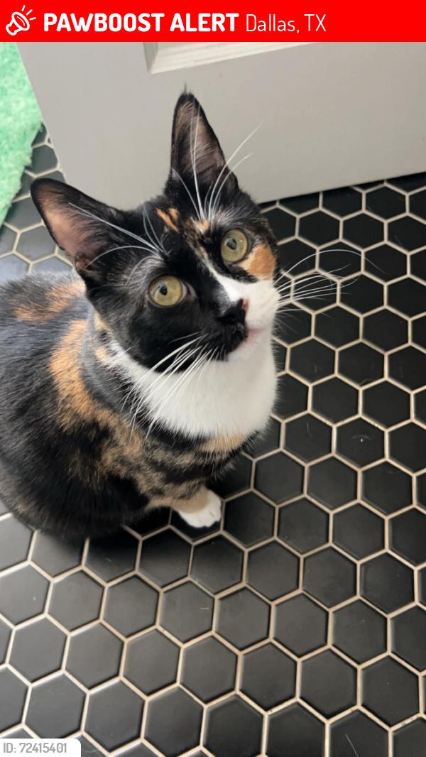 Lost Female Cat last seen S Winnetka Ave & W Brooklyn Ave, Dallas, TX 75208