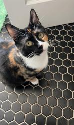 Lost Female Cat last seen S Winnetka Ave & W Brooklyn Ave, Dallas, TX 75208