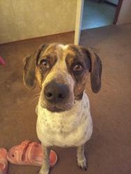 Lost Male Dog last seen Fallis Road, Pine Bluff, AR 71603