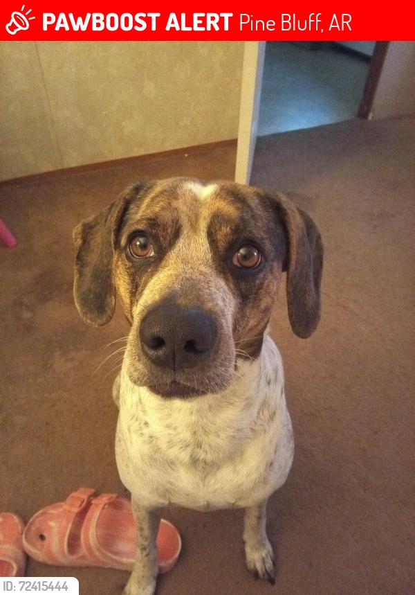 Lost Male Dog last seen Fallis Road, Pine Bluff, AR 71603