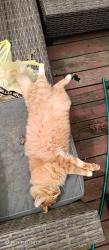 Lost Male Cat last seen Mount holston rd , Sullivan County, TN 37618