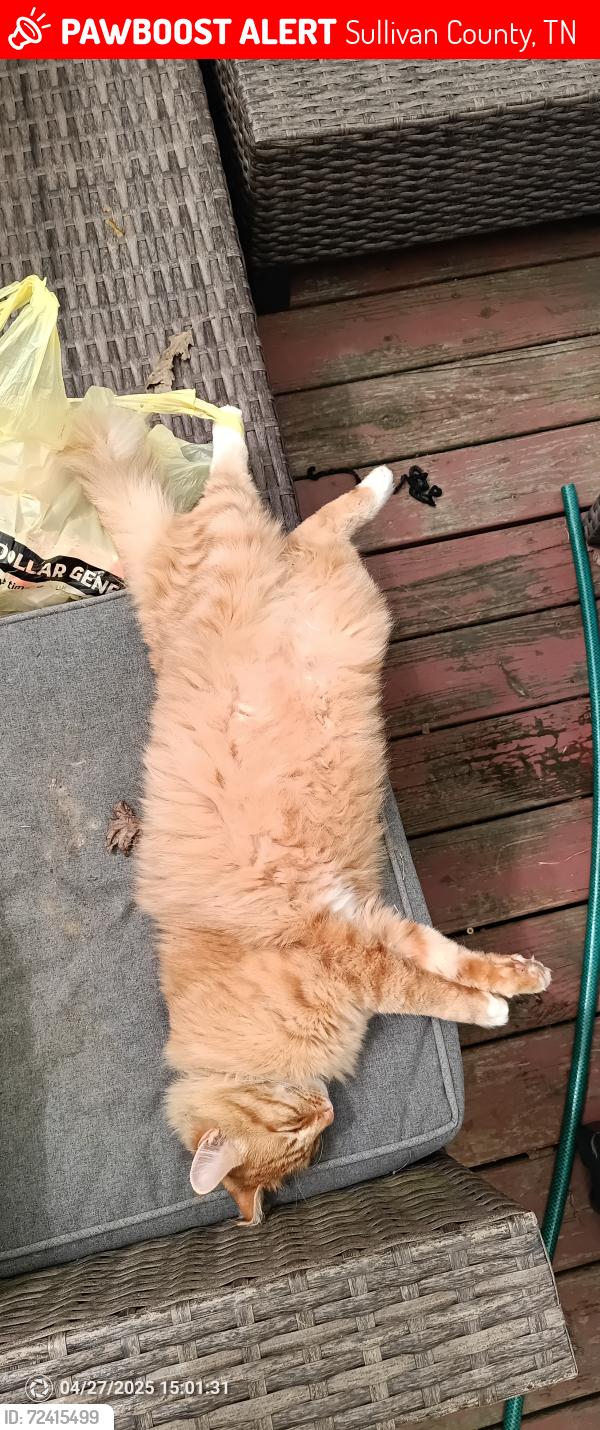 Lost Male Cat last seen Mount holston rd, Sullivan County, TN 37618