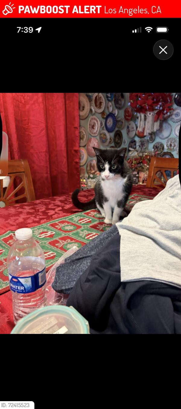 Lost Female Cat last seen Roscoe blvd panorama coty, Los Angeles, CA 91402
