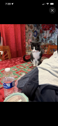 Lost Female Cat last seen Roscoe blvd panorama coty, Los Angeles, CA 91402