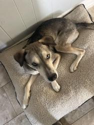Lost Male Dog last seen Ames/Barartaria, Marrero, LA 70072