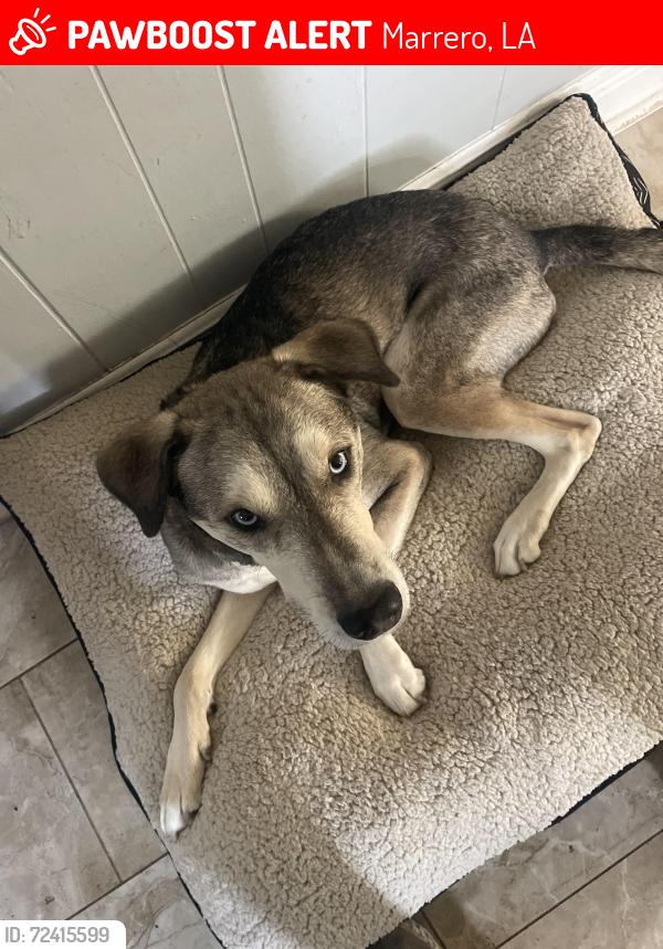 Lost Male Dog last seen Ames/Barartaria, Marrero, LA 70072