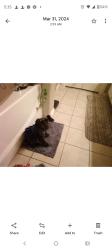 Lost Female Dog last seen Old Cleveland road, Fort Worth, TX 76123