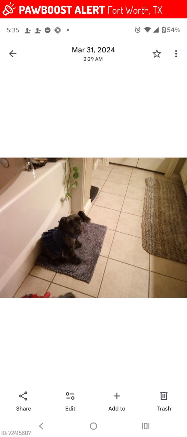 Lost Female Dog last seen Old Cleveland road, Fort Worth, TX 76123