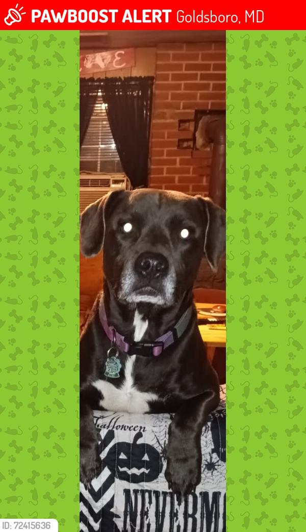 Lost Female Dog last seen Near Sandtown Rd and Jarrell Rd, Goldsboro, MD 21636