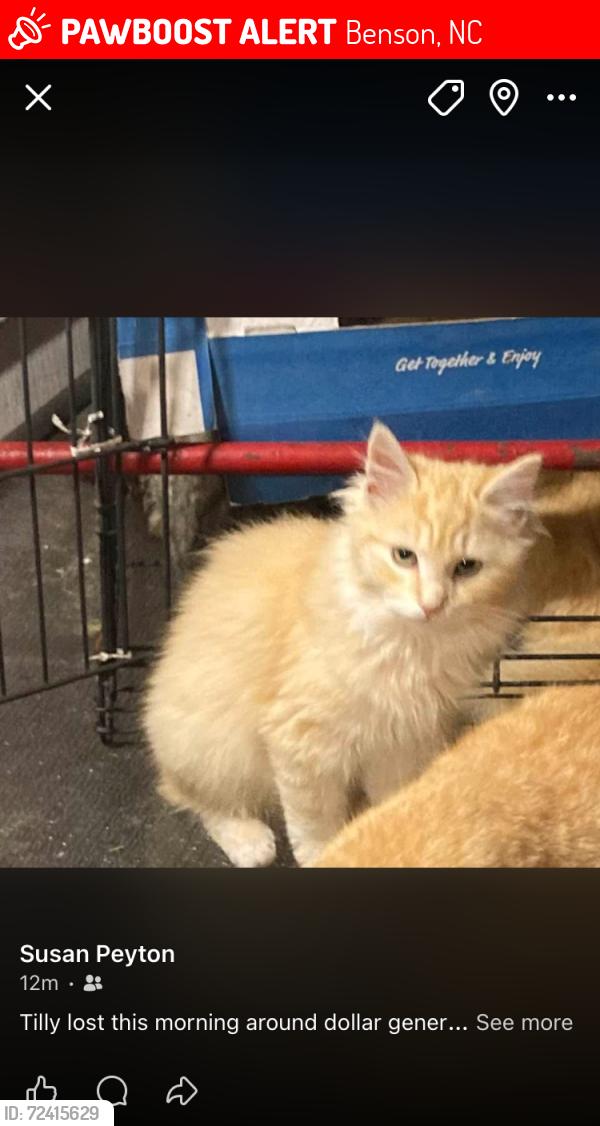 Lost Female Cat last seen Across street from food Lion, Benson, NC 27504