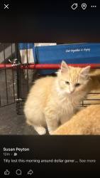 Lost Female Cat last seen Across street from food Lion, Benson, NC 27504