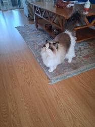 Lost Female Cat last seen Wakefield Ct and Boston Ian Loop, Stamford Village Condo, FL 34655