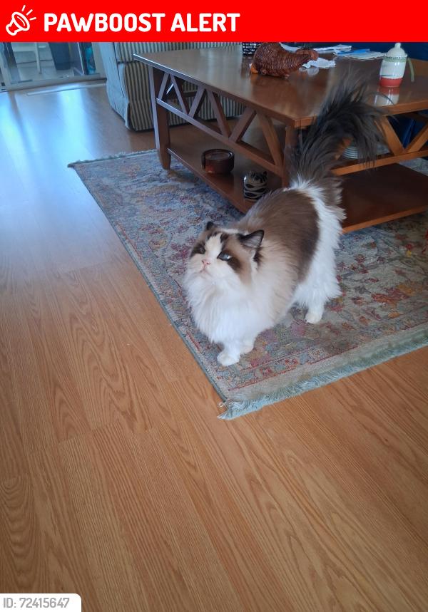 Lost Female Cat last seen Wakefield Ct and Boston Ian Loop, Stamford Village Condo, FL 34655