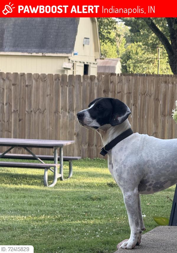 Lost Male Dog last seen Ralston rd , Indianapolis, IN 46221