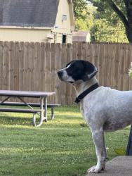 Lost Male Dog last seen Ralston rd , Indianapolis, IN 46221