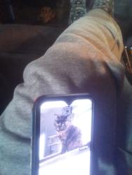 Lost Female Cat last seen Highland avenue, Sunbury, PA 17801